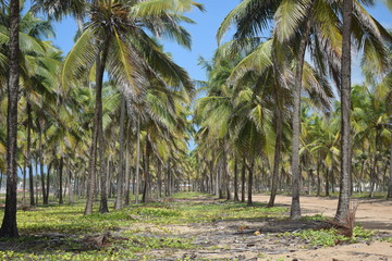 Obraz premium Paradise