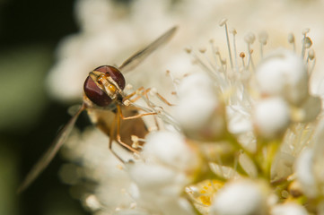 An insect on a flower