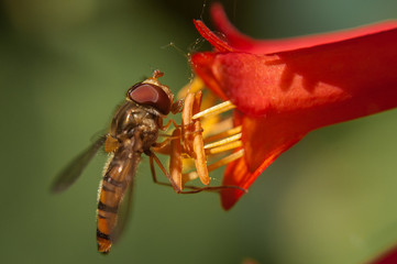 An insect on a flower