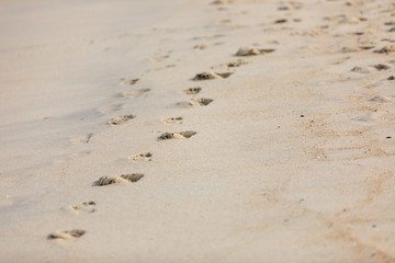 footprints in the sand