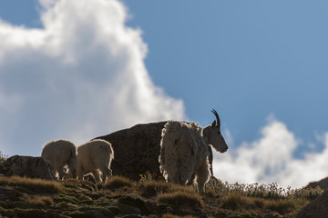 Mountain Goat Nanny and Kid
