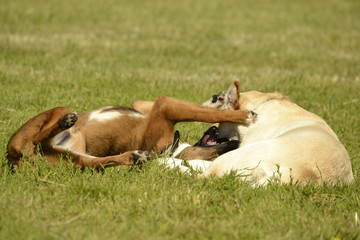 Dogs play with each other. Labrador. Merry fuss puppies. Aggressive dog. Training of dogs.  Puppies...