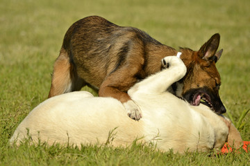 Dogs play with each other. Labrador. Merry fuss puppies. Aggressive dog. Training of dogs.  Puppies...