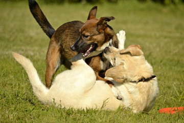 Dogs play with each other. Labrador. Merry fuss puppies. Aggressive dog. Training of dogs.  Puppies...