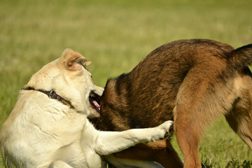 Dogs play with each other. Labrador. Merry fuss puppies. Aggressive dog. Training of dogs.  Puppies...