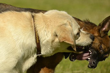 Dogs play with each other. Labrador. Merry fuss puppies. Aggressive dog. Training of dogs.  Puppies...