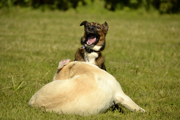 Dogs play with each other. Labrador. Merry fuss puppies. Aggressive dog. Training of dogs.  Puppies...
