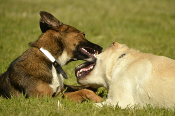 Dogs play with each other. Labrador. Merry fuss puppies. Aggressive dog. Training of dogs.  Puppies...
