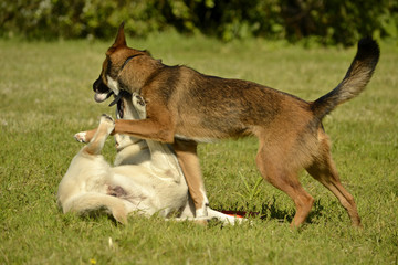 Dogs play with each other. Labrador. Merry fuss puppies. Aggressive dog. Training of dogs.  Puppies...