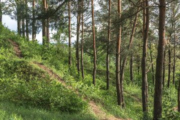 Summer in the forest 