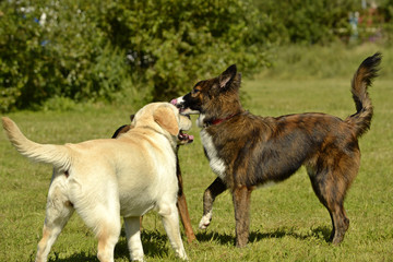 Dogs play with each other. Labrador. Merry fuss puppies. Aggressive dog. Training of dogs.  Puppies education, cynology, intensive training of young dogs. Young energetic dog on a walk. 
