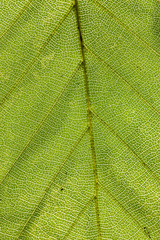 detail of leaf