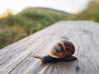 wide angle view of snail on wooden board