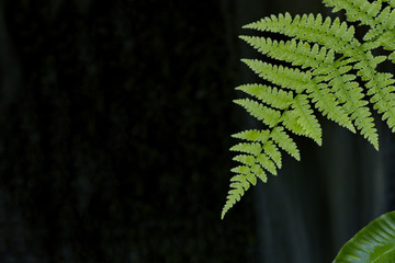 Fern leaf against dark background in Japanese Garden on Vancouver Island, Canada