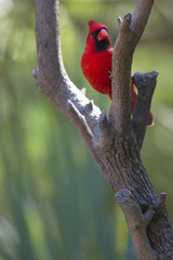 Northern Cardinal at Sabal Pines Sanctuary in Texas