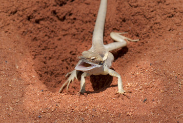 Red Desert lizard 1, Northern Territory Australia