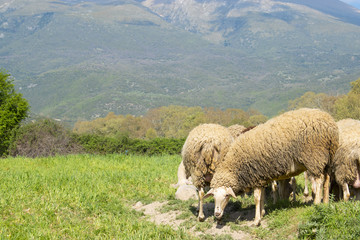 Fototapeta premium Sheeps in a meadow in the mountains