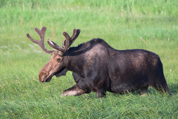 Bull Moose in Tall Grass. Shiras Moose in the Rocky Mountains of Colorado