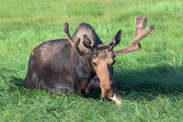 Bull Moose in Tall Grass. Shiras Moose in the Rocky Mountains of Colorado