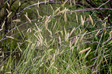 Wildflowers and Tall Grass Macro