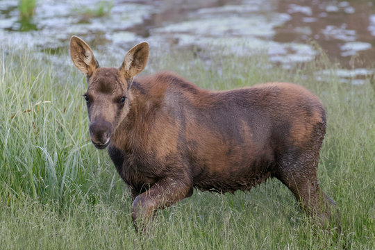 Moose Calf Near Water. The Shiras Moose of Colorado