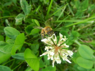 Abeja