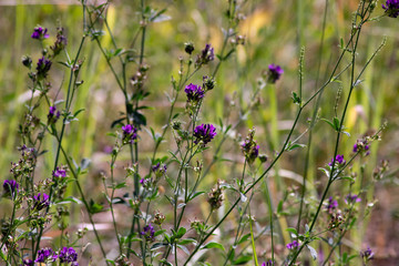 Wildflowers and Tall Grass Macro