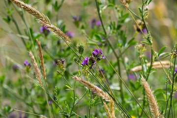 Wildflowers and Tall Grass Macro