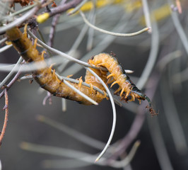 Desert Centipede , Red Centre Desert Australia