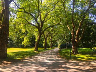 Tall Trees Shadows on Walkway in Park