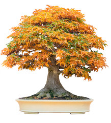 Gele bonsai esdoorn boom acer palmatum bonsai boom van drietand esdoorn in de herfst shishigashira esdoorn bonsai