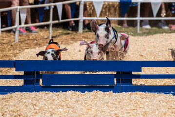 Quick and agile racing pigs jumping over hurdle as they speed toward the finish line.