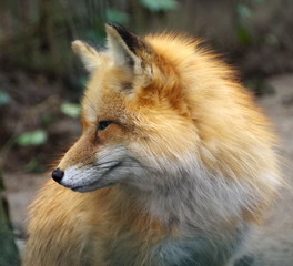 Fototapeta na wymiar fox portrait