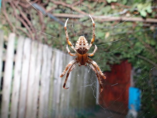 Spider Araneus, photo close up.