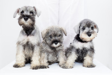 Three adorable schnauzer puppies on white background © Lunja