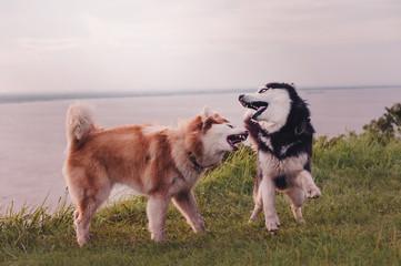 Siberian husky try to bite another husky