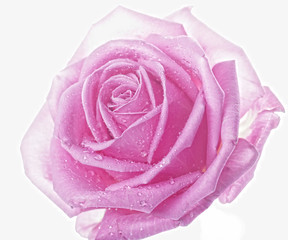 rose with water drops close up 