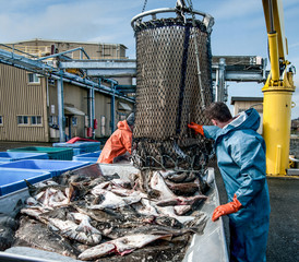 Unloading Fish:  Fresh caught halibut drop from the bottom of a transport basket after being...