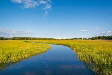 Fototapeta na wymiar Wetlands in Egg Harbor Township, New Jersey