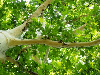 Crédence de cuisine en verre imprimé Arbres Beautiful white sycamore tree with bright green leaves - shot from below