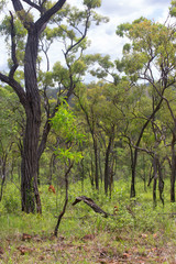 Lush forest near Irvinebank on the Atherton Tableland in Queensland, Australia