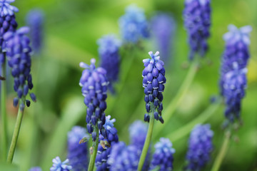 Blossom lilac flower in a beautiful day 