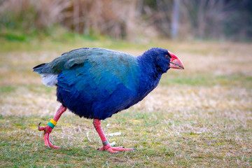 A flightless endangered takahe wanders around its habitat of native trees and grassland to look for food