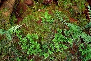 Moss texture. Moss background. Green moss on grunge texture, background