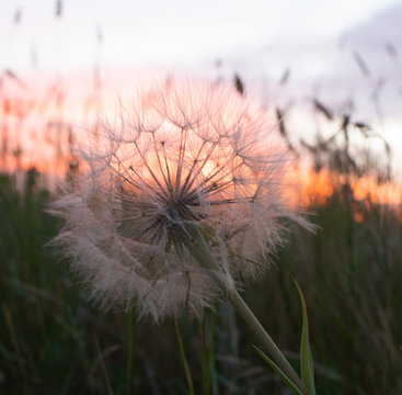 Close Up of a Dried Dandelion Puff Ball with a Orange Sunset in the Background