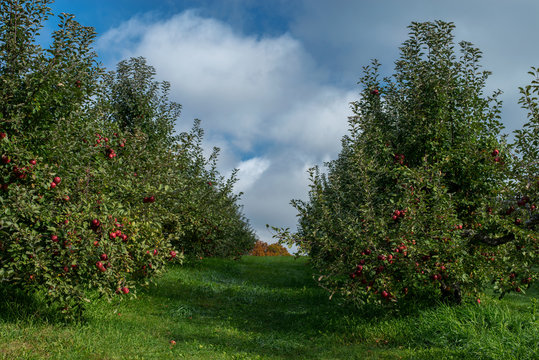 ripened apples, pine tree apple orchard, autumn