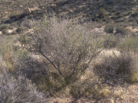 Neveda Desert