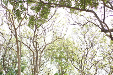 Leafless of tree in summer and background bright blue sky.