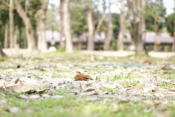 The dry leaves are placed on a green grass field.