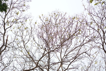 Fototapeta na wymiar Leafless of tree in summer and background bright blue sky.